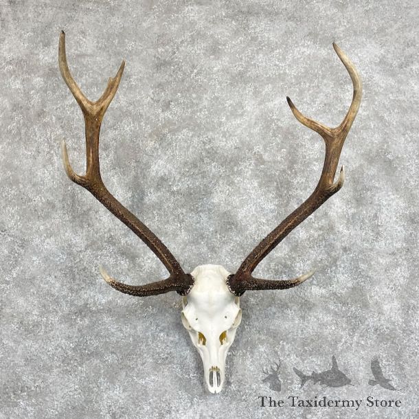 Axis Deer Skull & Antler European Mount For Sale #28067 @ The Taxidermy Store