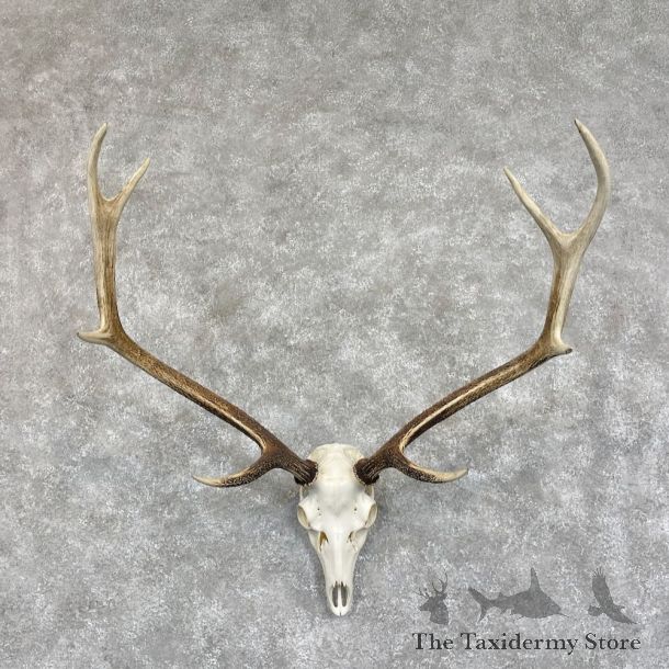 Axis Deer Skull & Antler European Mount For Sale #28068 @ The Taxidermy Store