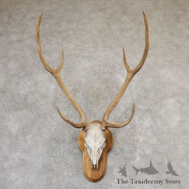 Axis Deer Skull & Horn European Mount For Sale #19020 @ The Taxidermy Store
