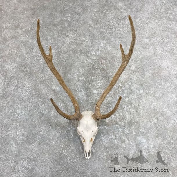 Axis Deer Skull & Horn European Mount For Sale #27337 @ The Taxidermy Store