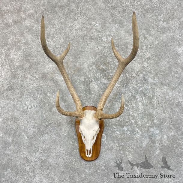 Axis Deer Skull Plaque Mount For Sale #27490 @ The Taxidermy Store