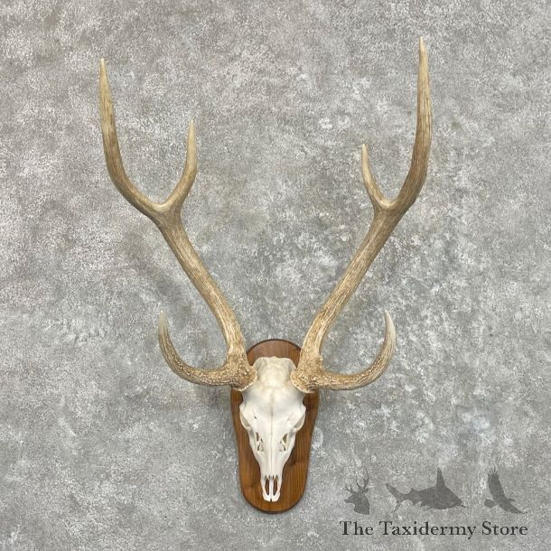 Axis Deer Skull Plaque Mount For Sale #27493 @ The Taxidermy Store