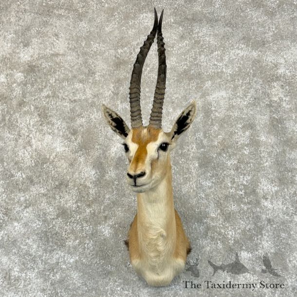 African Thomson's Gazelle Shoulder #20151 - For Sale @ The Taxidermy Store