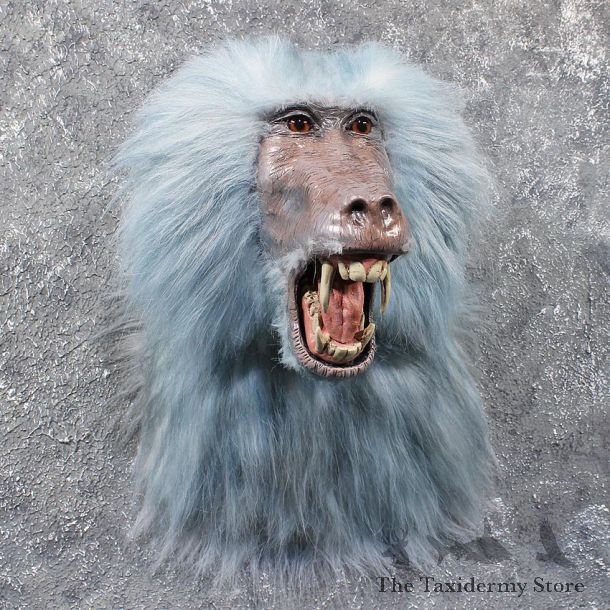 Hamadryus Baboon Shoulder Mount #11842 For Sale @ The Taxidermy Store