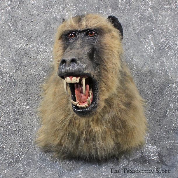 Reproduction Olive Baboon Shoulder Mount #11843 For Sale @ The Taxidermy Store