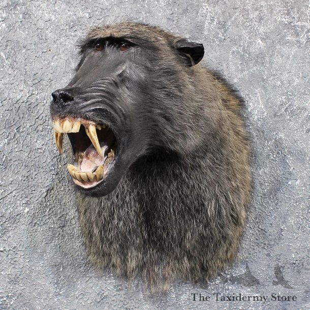 Chacma Baboon Shoulder Mount #11775 For Sale @ The Taxidermy Store