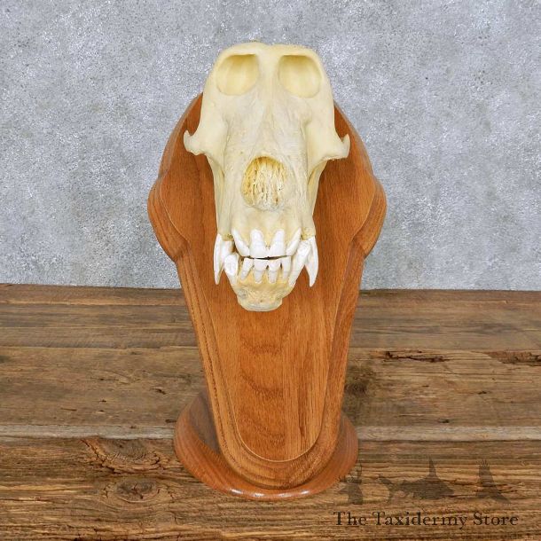 Baboon Skull Replica Reproduction Mount For Sale #14166 @ The Taxidermy Store