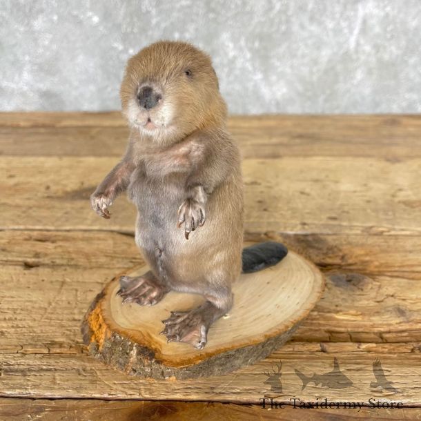 Baby North American Beaver Mount For Sale #24450 @ The Taxidermy Store