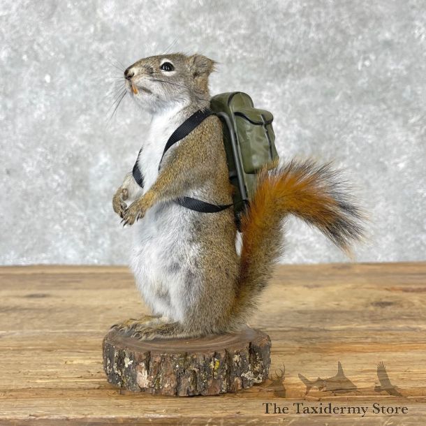 Backpacking Squirrel Novelty Mount For Sale #25040 @ The Taxidermy Store