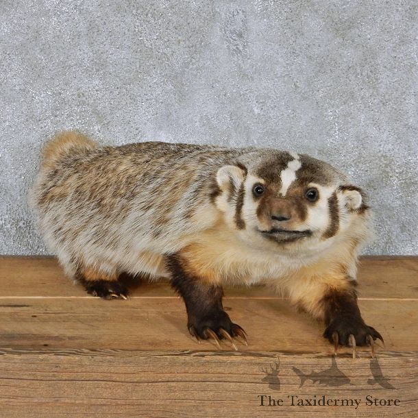 American Badger Life-Size Taxidermy Mount #13117 For Sale @ The Taxidermy Store