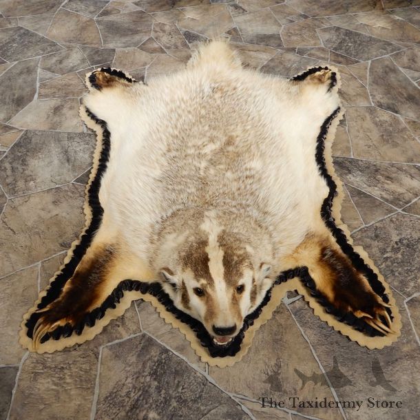 Badger Full-Size Rug Mount For Sale #18982 @ The Taxidermy Store