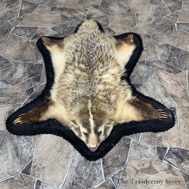 Badger Full-Size Rug Mount For Sale #21865 @ The Taxidermy Store