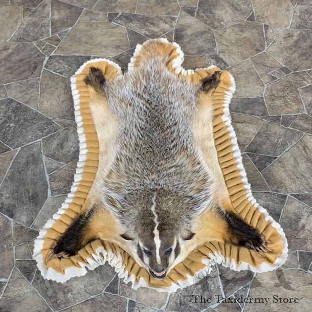 Badger Full-Size Rug Mount For Sale #23333 @ The Taxidermy Store
