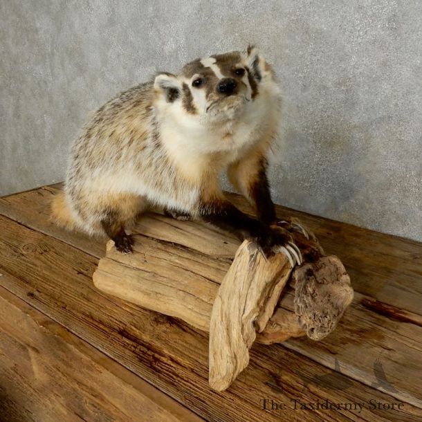 American Badger Life-Size Mount For Sale #17219 @ The Taxidermy Store