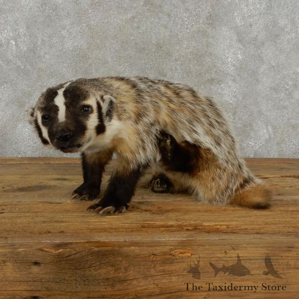 American Badger Life-Size Mount For Sale #17384 @ The Taxidermy Store