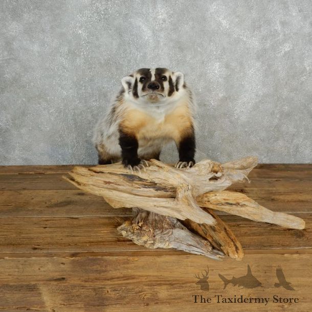 American Badger Life-Size Mount For Sale #17844 @ The Taxidermy Store