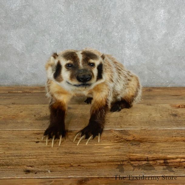 Badger Life-Size Mount For Sale #18006 @ The Taxidermy Store