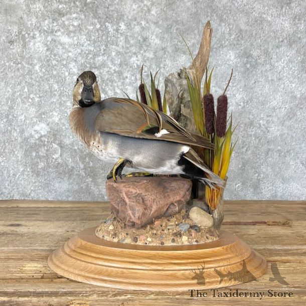 Baikal Teal Duck Bird Mount For Sale #26654 @ The Taxidermy Store