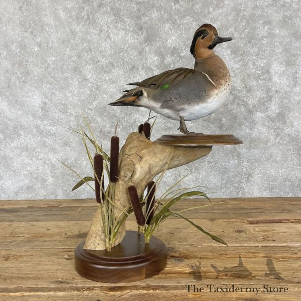 Baikal x Green-winged Teal Cross Duck Mount For Sale #28348 @ The Taxidermy Store