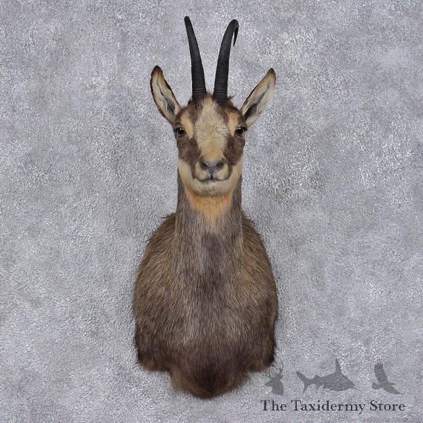 Balkan Chamois Shoulder Taxidermy Mount #12463 For Sale @ The Taxidermy Store