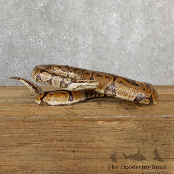 Ball Python Snake Mount For Sale #19664 @ The Taxidermy Store