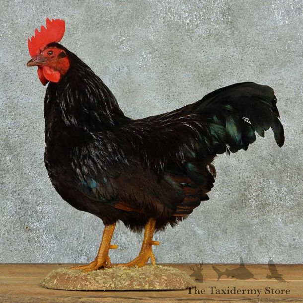 Black Star Chicken Life-Size Taxidermy Mount #13292 For Sale @ The Taxidermy Store