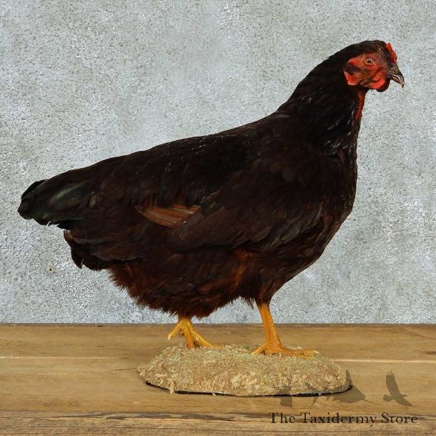 Black Star Chicken Life-Size Taxidermy Mount #13293 For Sale @ The Taxidermy Store