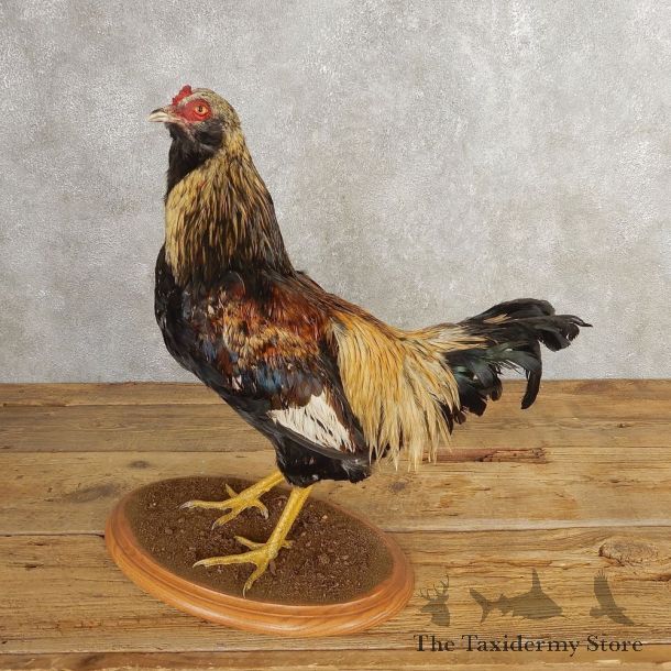 Araucana Chicken Bird Mount For Sale #21006 @ The Taxidermy Store