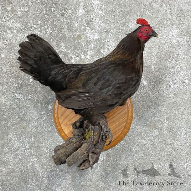 Bantam Chicken Hen Bird Mount For Sale #24919 @ The Taxidermy Store