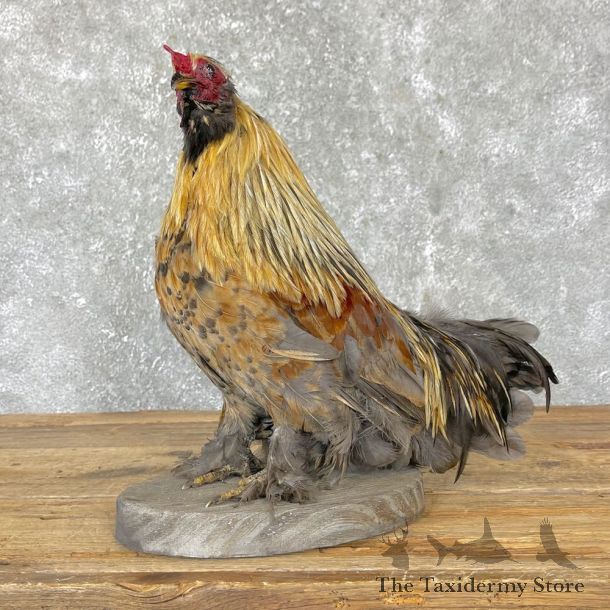 Bantman Chicken Bird Mount For Sale #24721 @ The Taxidermy Store