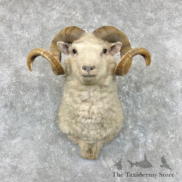 Barbados Sheep Shoulder Mount For Sale #26938 @ The Taxidermy Store