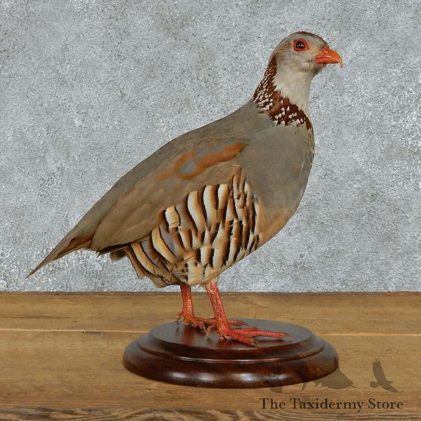 Barbary Partridge Life Size Taxidermy Mount #13097 For Sale @ The Taxidermy Store