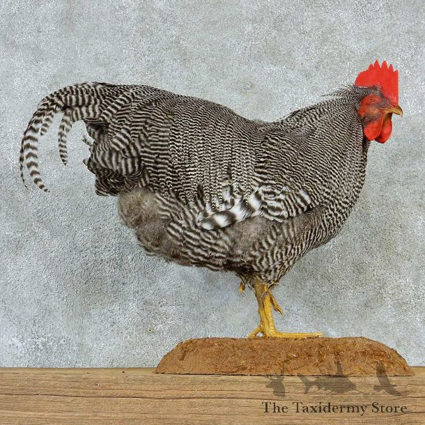 Plymouth Rock Chicken Life-Size Taxidermy Mount #13291 For Sale @ The Taxidermy Store