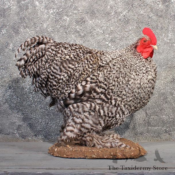 Barred Cochin Rooster Mount #11481 - For Sale - The Taxidermy Store