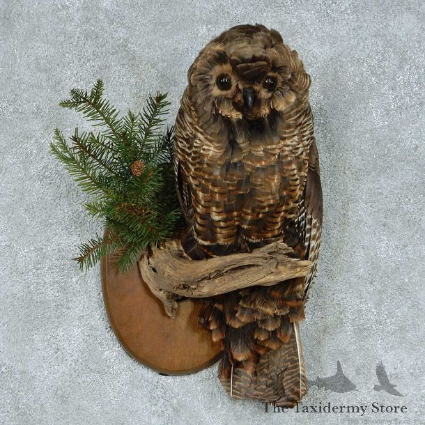 Reproduction Barred Owl Life Size Mount #13448 For Sale @ The Taxidermy Store