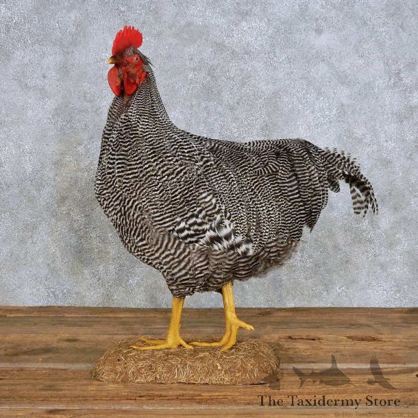 Barred Rock Rooster Bird Mount For Sale #14400 @ The Taxidermy Store