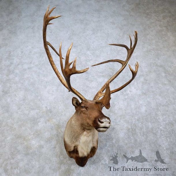 Barren Ground Caribou Shoulder Mount For Sale #15831 @ The Taxidermy Store