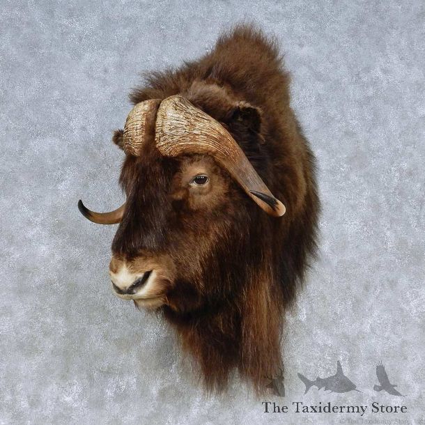 Barren Ground Muskox Shoulder Mount For Sale #15094 @ The Taxidermy Store