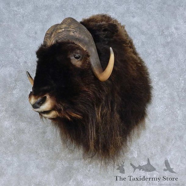 Barren Ground Muskox Shoulder Mount For Sale #15095 @ The Taxidermy Store