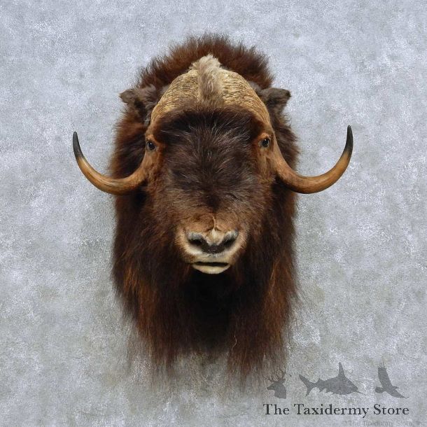 Barren Ground Muskox Shoulder Mount For Sale #15097 @ The Taxidermy Store