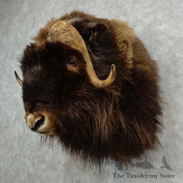 Barren Ground Muskox Shoulder Mount For Sale #16972 @ The Taxidermy Store