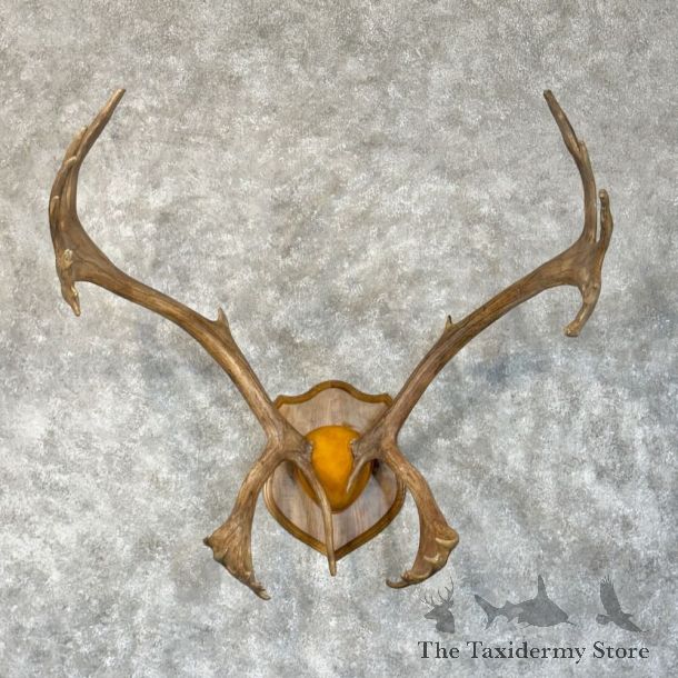 Caribou Plaque Taxidermy Mount For Sale #22295 @ The Taxidermy Store