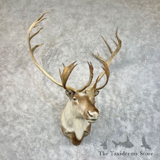 Barren Ground Caribou Shoulder Mount For Sale #28479 @ The Taxidermy Store