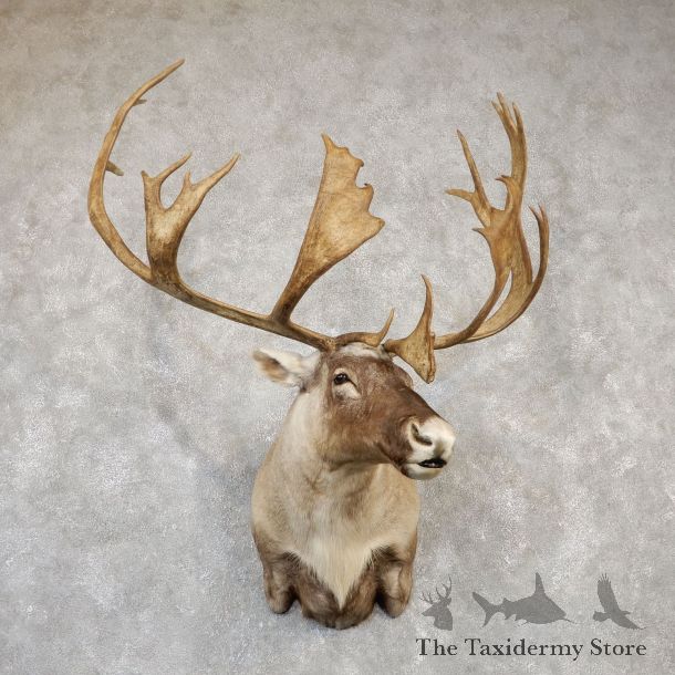 Barren Ground Caribou Shoulder Mount For Sale #19990 @ The Taxidermy Store