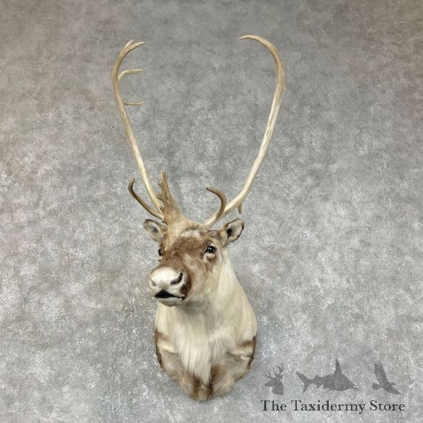 Barren Ground Caribou Shoulder Mount For Sale #25416 @ The Taxidermy Store