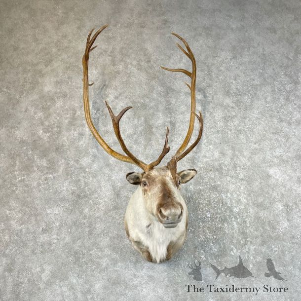 Barren Ground Caribou Shoulder Mount For Sale #26064 @ The Taxidermy Store