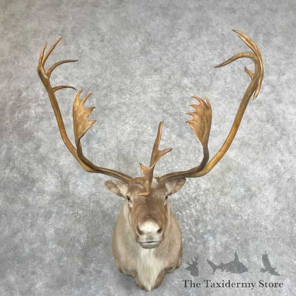 Barren Ground Caribou Shoulder Mount For Sale #27293 @ The Taxidermy Store