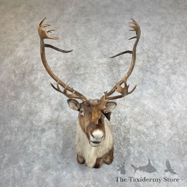 Barren Ground Caribou Shoulder Mount For Sale #27345 @ The Taxidermy Store
