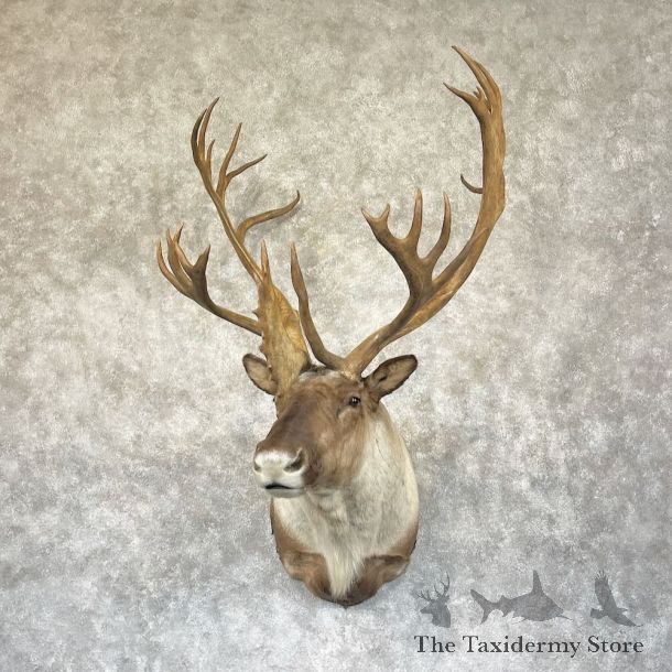 Barren Ground Caribou Shoulder Mount For Sale #28293 @ The Taxidermy Store