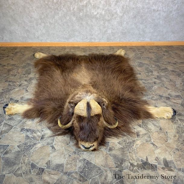 Barren Ground Muskox Full Size Rug For Sale #23683 @ The Taxidermy Store